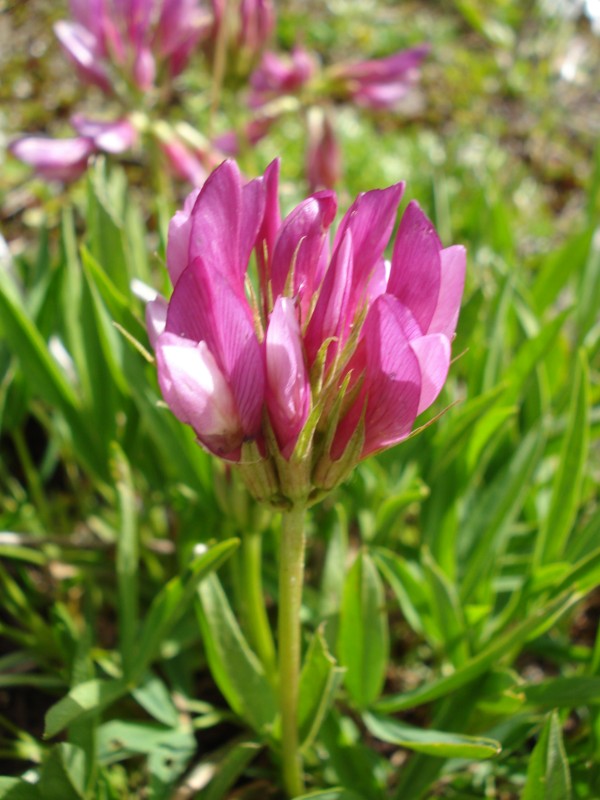 Trifolium alpinum / Trifoglio alpino