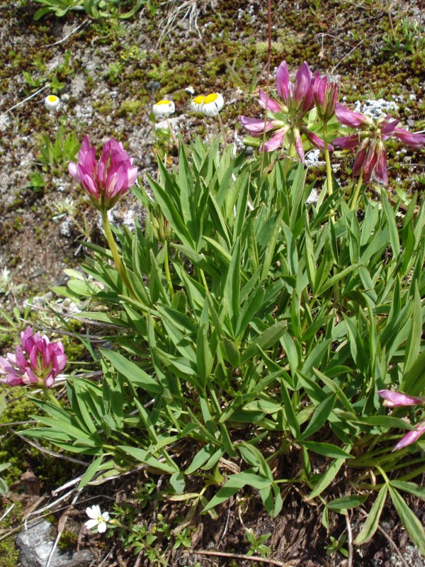 Trifolium alpinum / Trifoglio alpino