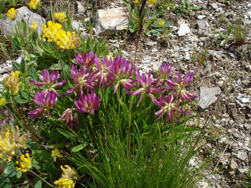 Trifolium alpinum / Trifoglio alpino