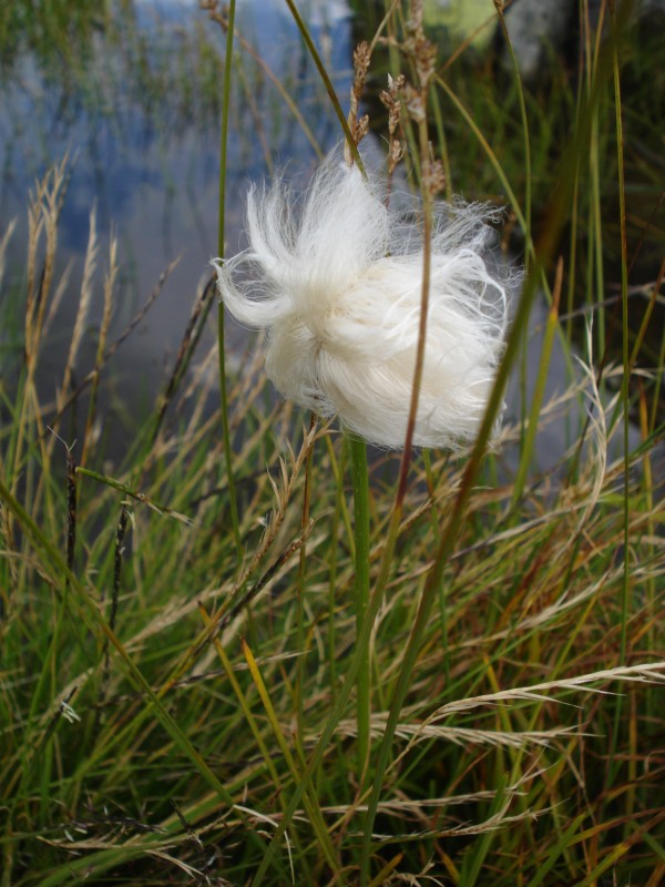 Eriophorum  scheuchzeri-Erioforo rotondo