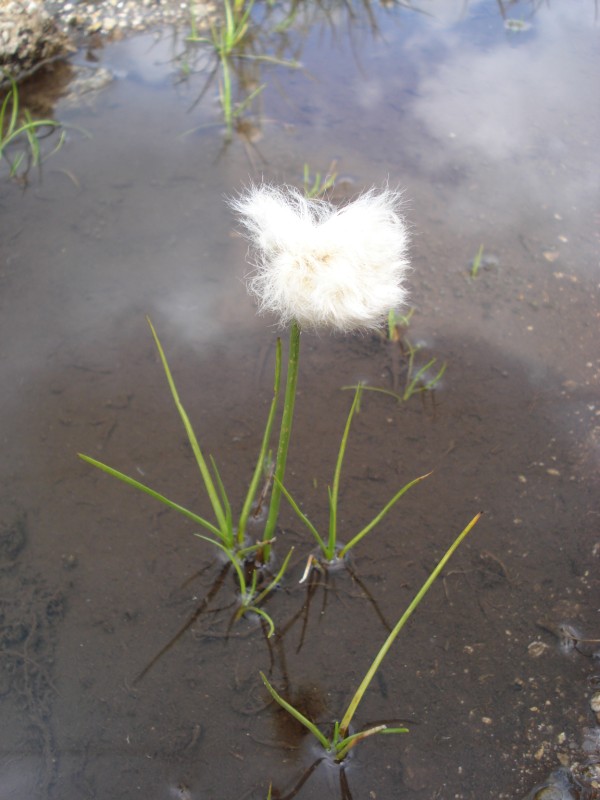 Eriophorum  scheuchzeri-Erioforo rotondo