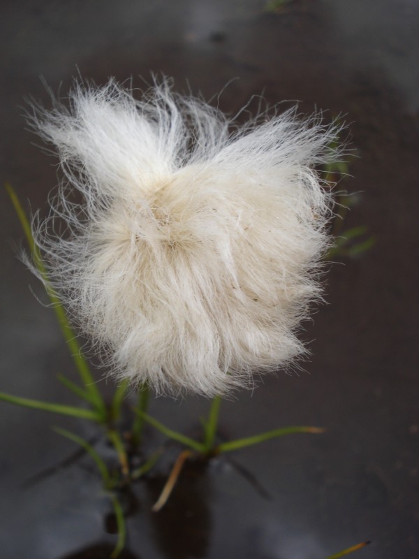 Eriophorum  scheuchzeri-Erioforo rotondo