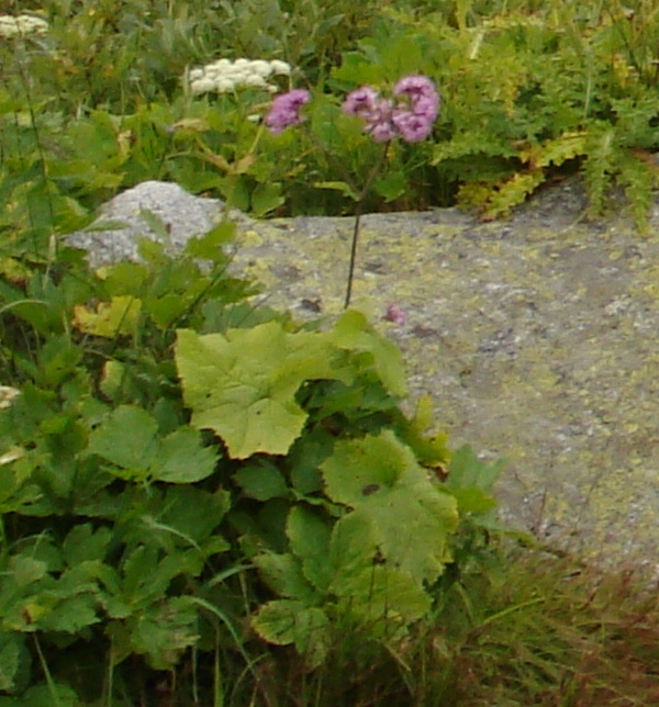 Eriophorum  scheuchzeri-Erioforo rotondo