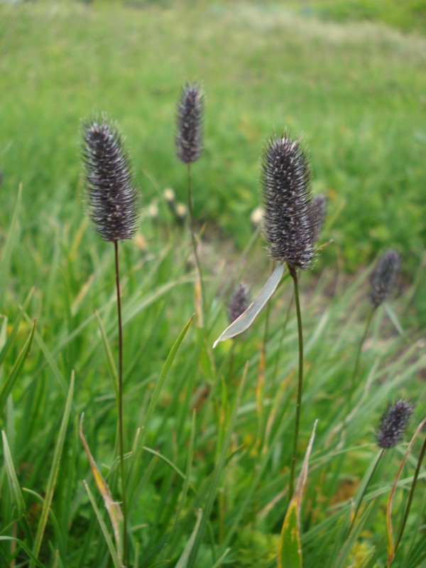 Phalaris cfr. coerulescens