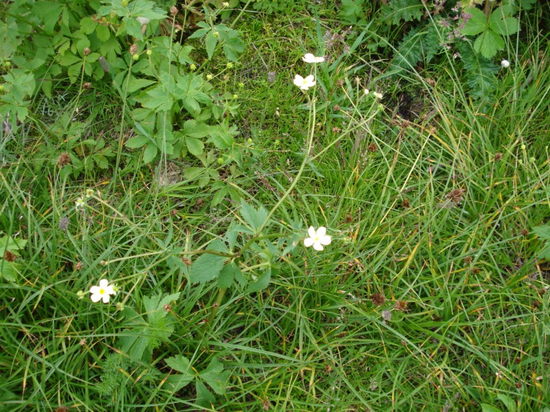 Ranunculus aconitifolius / Ranuncolo a foglie di aconito