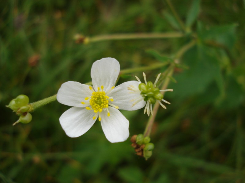 Ranunculus aconitifolius / Ranuncolo a foglie di aconito