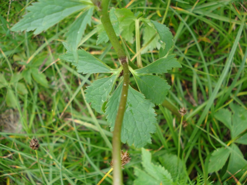 Ranunculus aconitifolius / Ranuncolo a foglie di aconito
