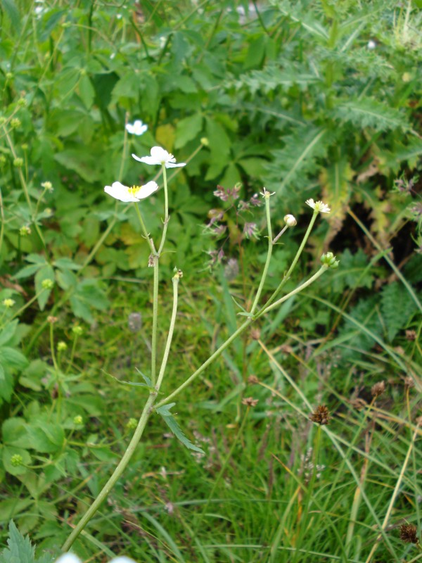 Ranunculus aconitifolius / Ranuncolo a foglie di aconito