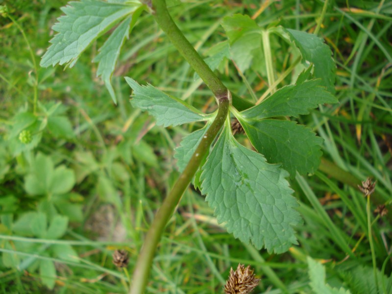 Ranunculus aconitifolius / Ranuncolo a foglie di aconito