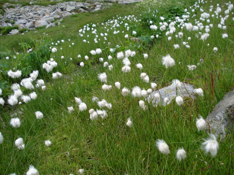 Eriophorum  scheuchzeri-Erioforo rotondo