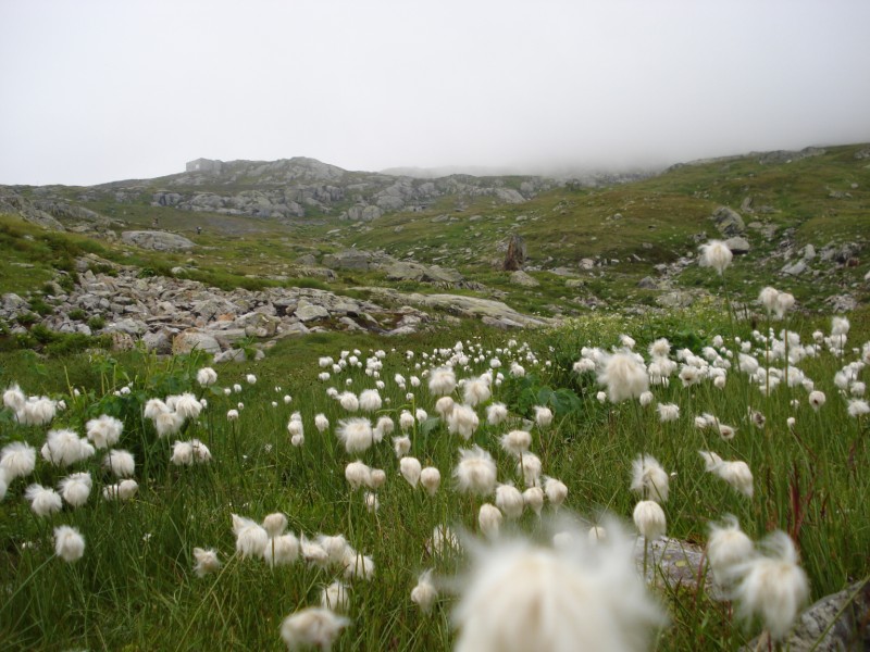 Eriophorum  scheuchzeri-Erioforo rotondo