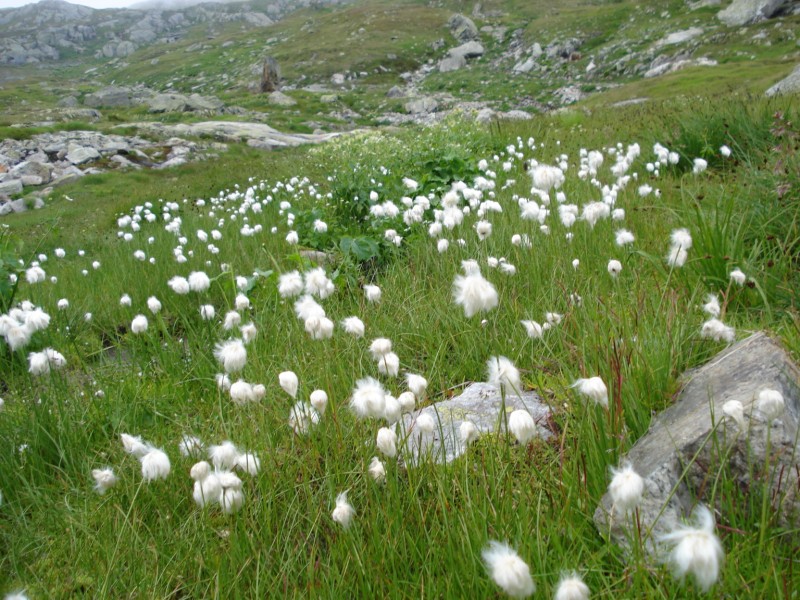 Eriophorum  scheuchzeri-Erioforo rotondo