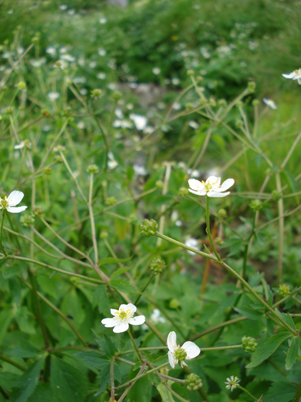 Ranunculus aconitifolius / Ranuncolo a foglie di aconito