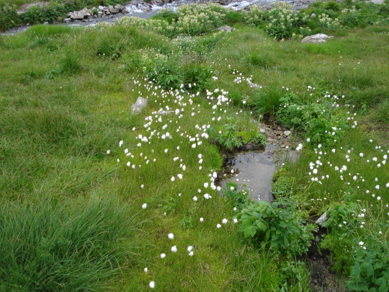 Eriophorum  scheuchzeri-Erioforo rotondo