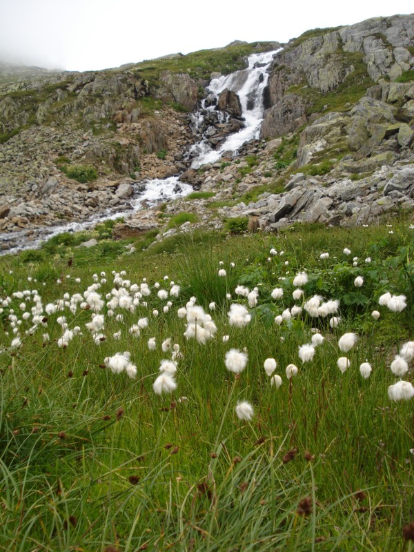 Eriophorum  scheuchzeri-Erioforo rotondo