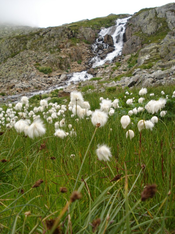 Eriophorum  scheuchzeri-Erioforo rotondo