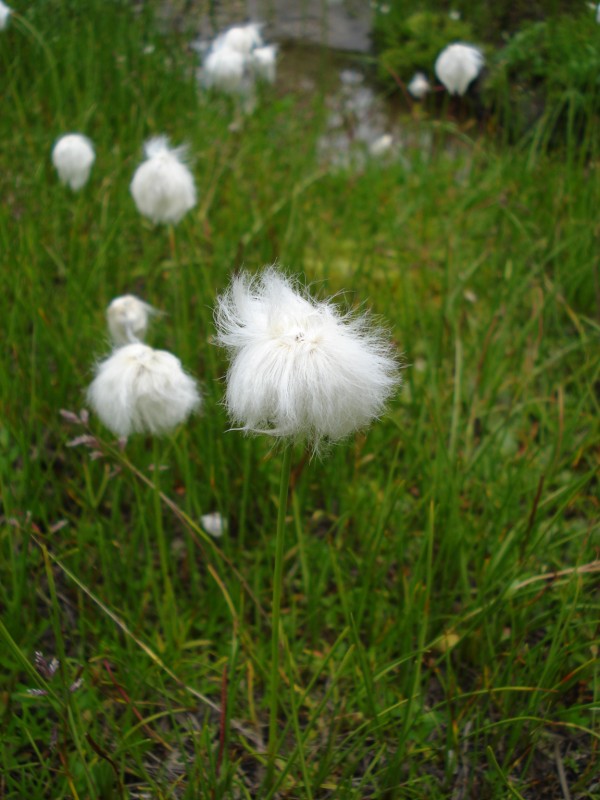 Eriophorum  scheuchzeri-Erioforo rotondo