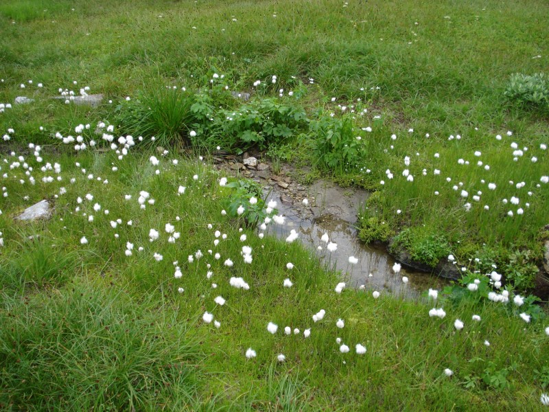 Eriophorum  scheuchzeri-Erioforo rotondo