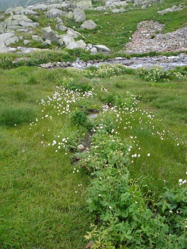 Ranunculus aconitifolius / Ranuncolo a foglie di aconito
