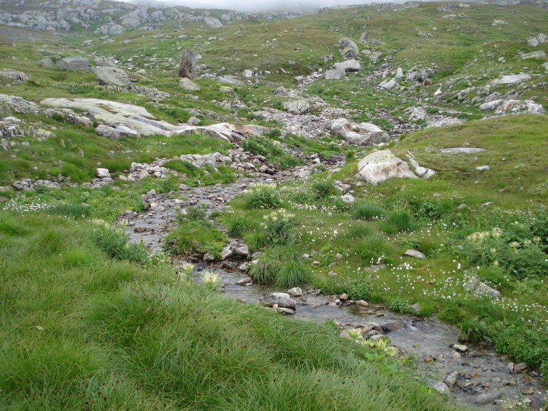 Eriophorum  scheuchzeri-Erioforo rotondo