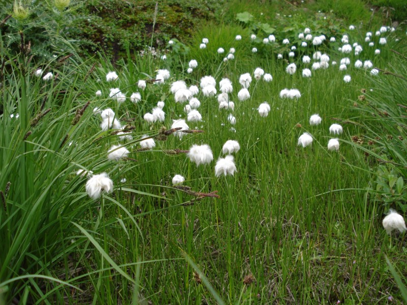 Eriophorum  scheuchzeri-Erioforo rotondo