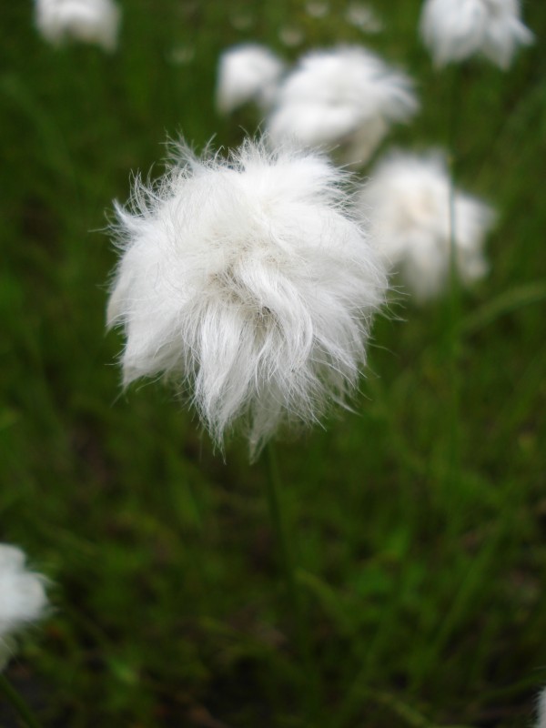 Eriophorum  scheuchzeri-Erioforo rotondo