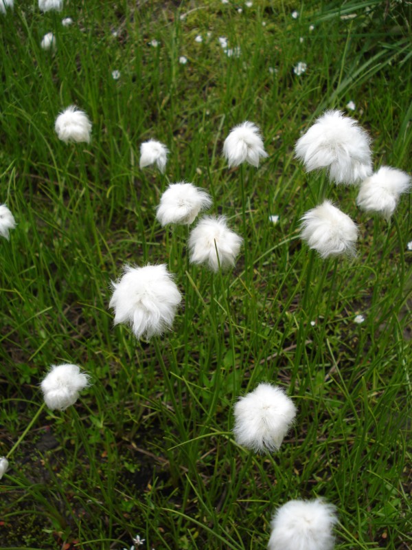 Eriophorum  scheuchzeri-Erioforo rotondo