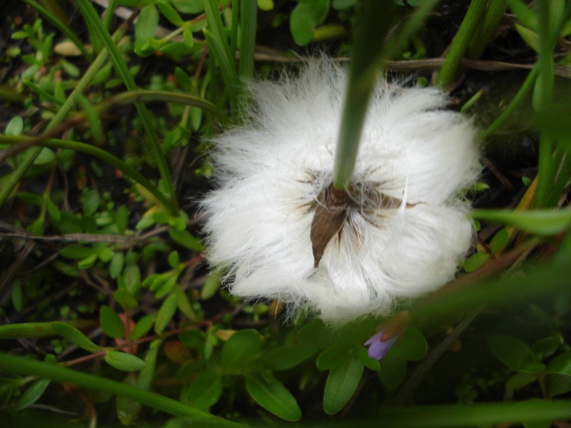 Eriophorum  scheuchzeri-Erioforo rotondo