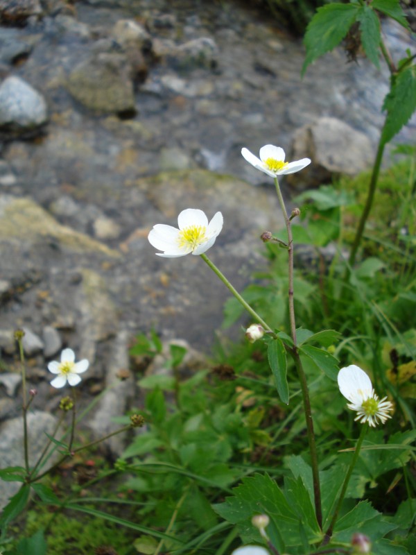 Ranunculus aconitifolius / Ranuncolo a foglie di aconito