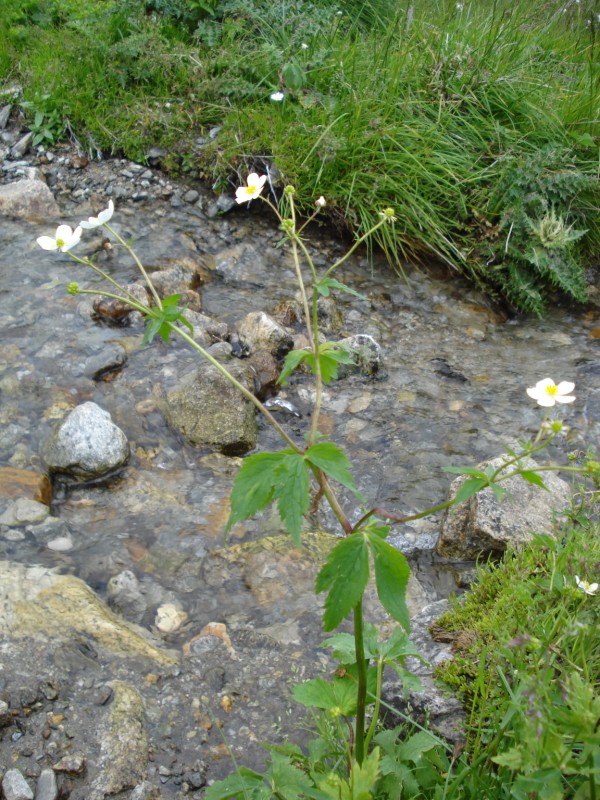 Ranunculus aconitifolius / Ranuncolo a foglie di aconito
