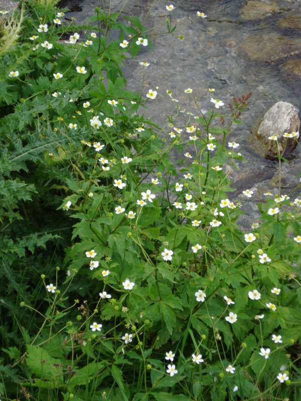 Ranunculus aconitifolius / Ranuncolo a foglie di aconito