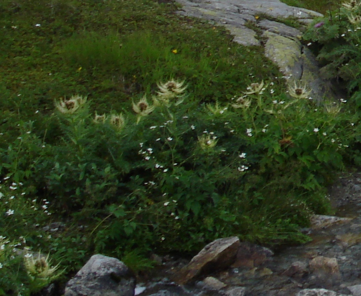 Eriophorum  scheuchzeri-Erioforo rotondo