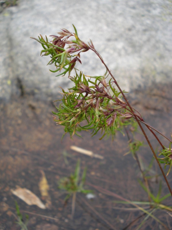 Poa alpina,  forma vivipara