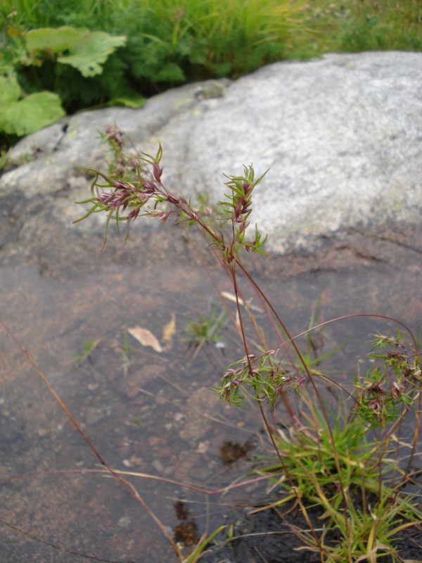 Poa alpina,  forma vivipara