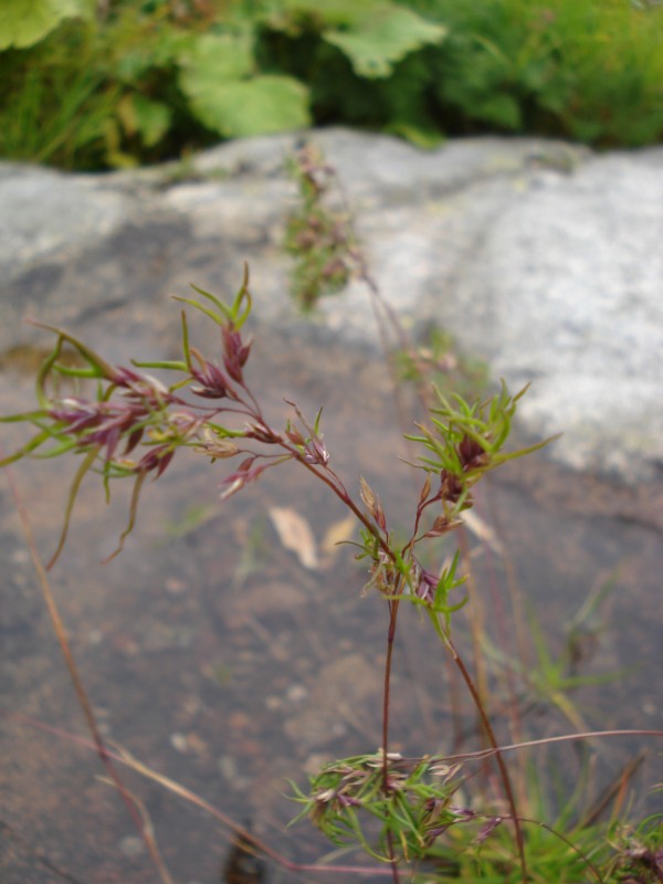 Poa alpina,  forma vivipara