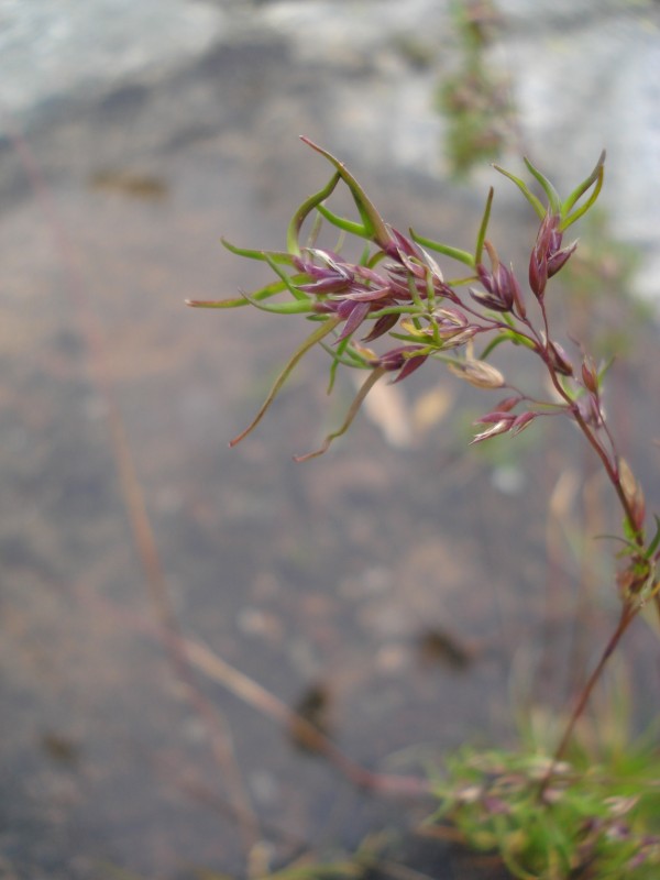 Poa alpina,  forma vivipara