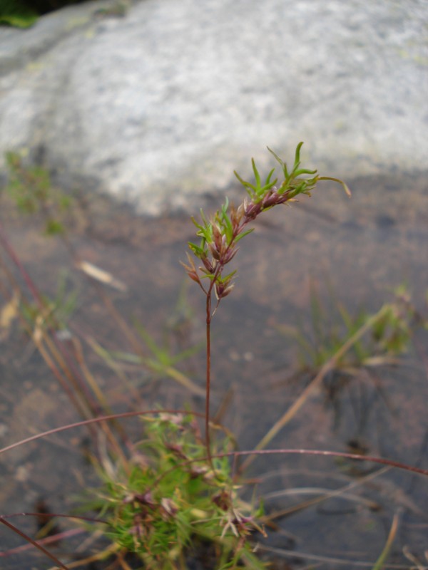 Poa alpina,  forma vivipara