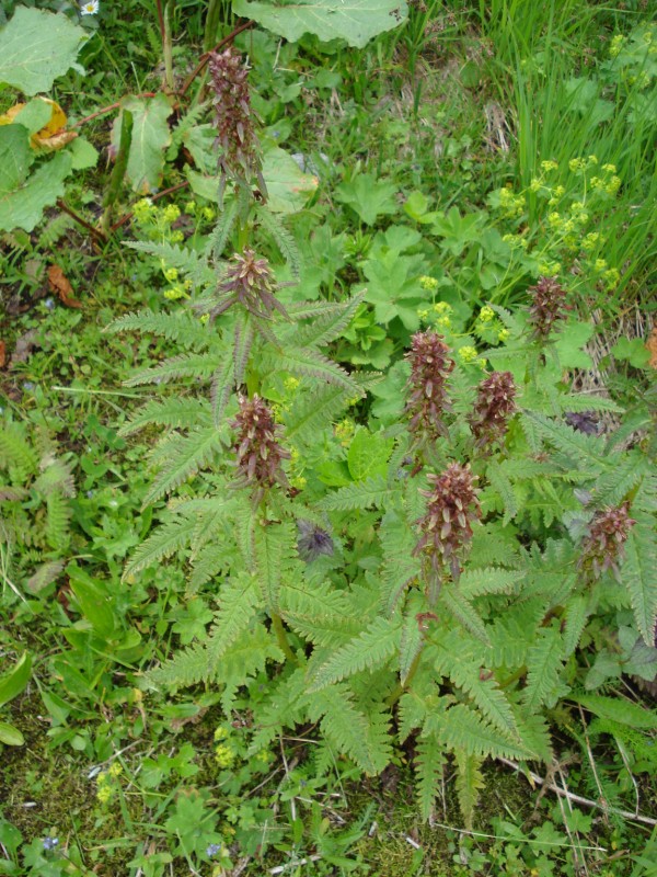 Pedicularis recutita / Pedicolare alata