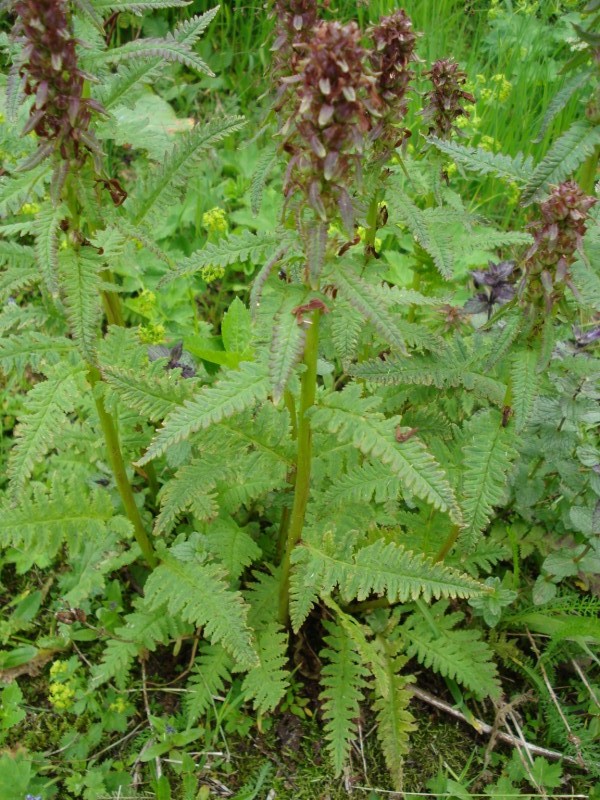 Pedicularis recutita / Pedicolare alata