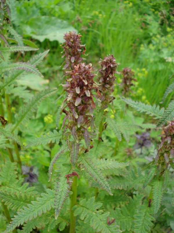 Pedicularis recutita / Pedicolare alata