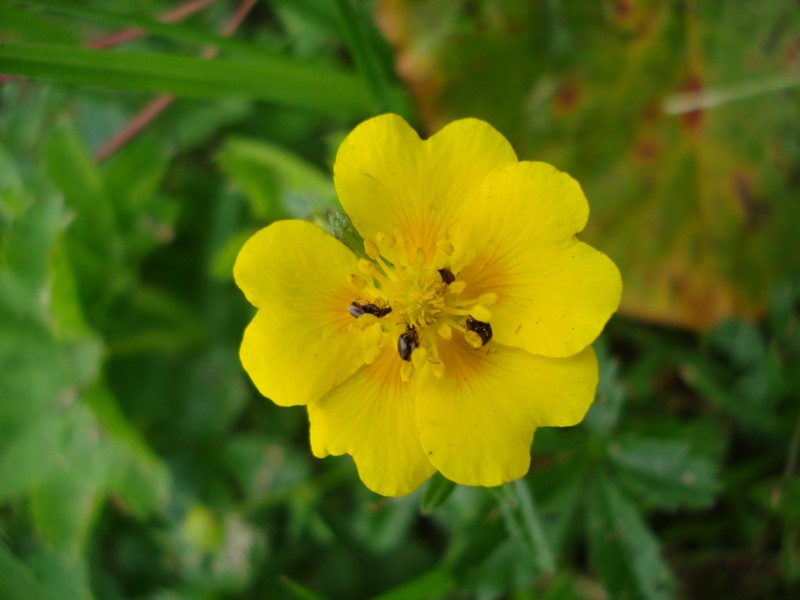 Potentilla sp. Svizzera circa m2100