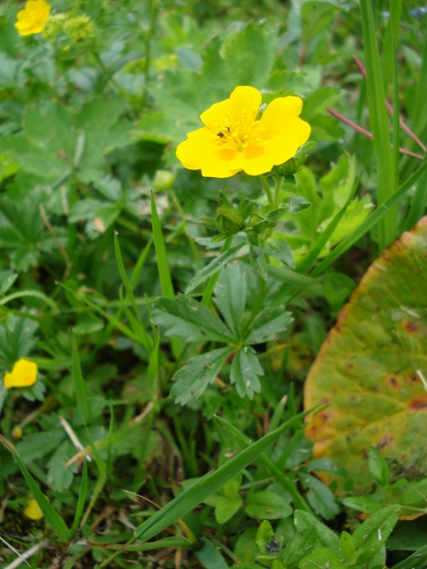 Potentilla sp. Svizzera circa m2100