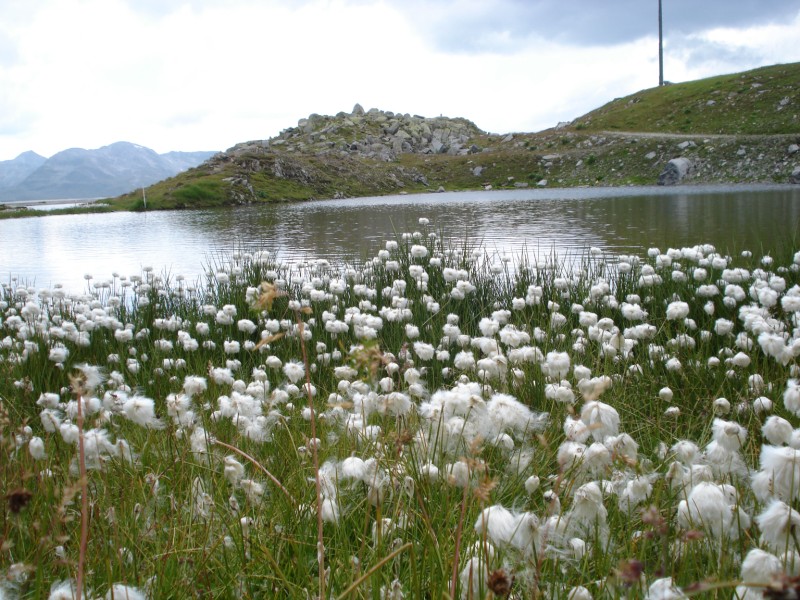 Eriophorum  scheuchzeri-Erioforo rotondo