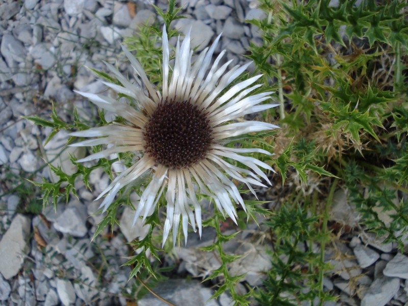 Carlina acaulis