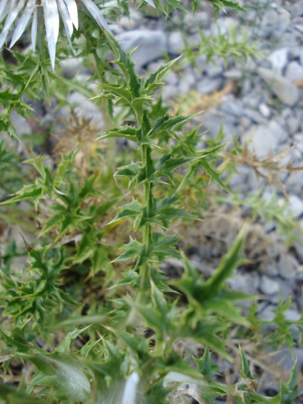 Carlina acaulis