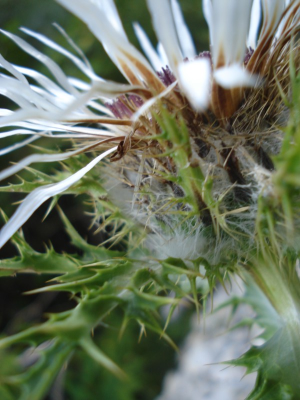 Carlina acaulis