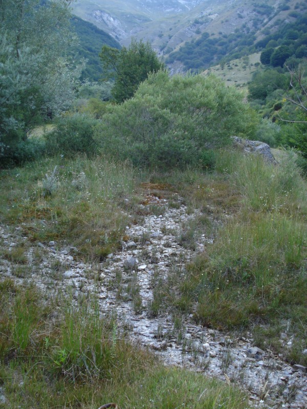 Carlina acaulis