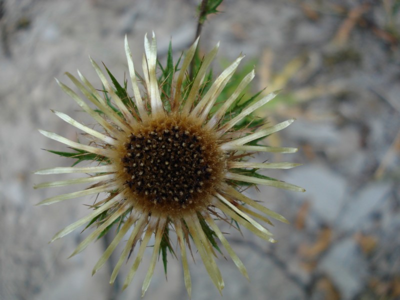 trovata a 1100 m ca. Parco dei Sibillini - Carlina vulgaris