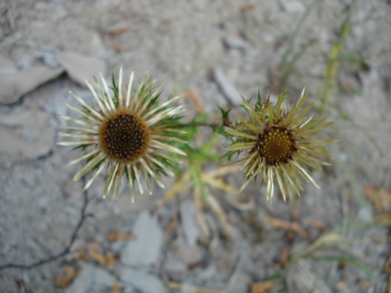 trovata a 1100 m ca. Parco dei Sibillini - Carlina vulgaris