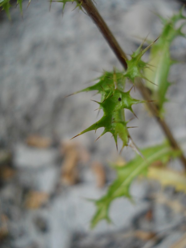 trovata a 1100 m ca. Parco dei Sibillini - Carlina vulgaris